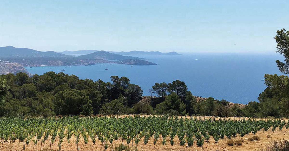 Photo of the Ibizkus vineyards