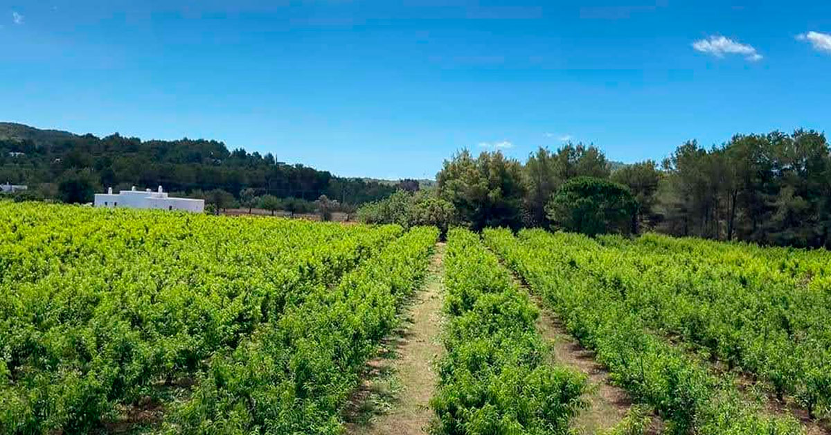 finca tradicional eivissa melmelades