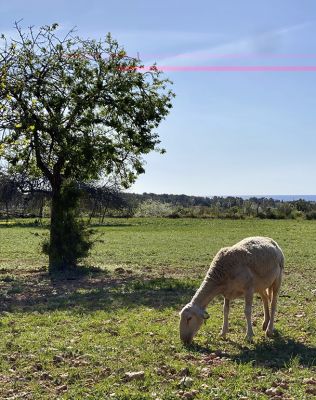 images/Asociaciones_-_Carn__Coop/Eating_in_Ibiza_6_.jpg